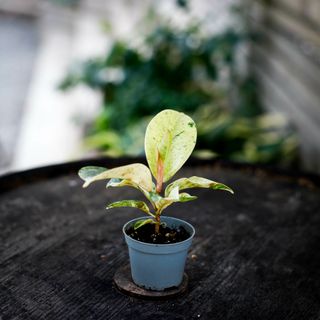 Ficus shivereana ’Moonshine’