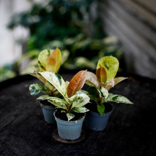 Ficus shivereana ’Moonshine’