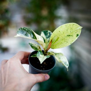 Ficus shivereana ’Moonshine’
