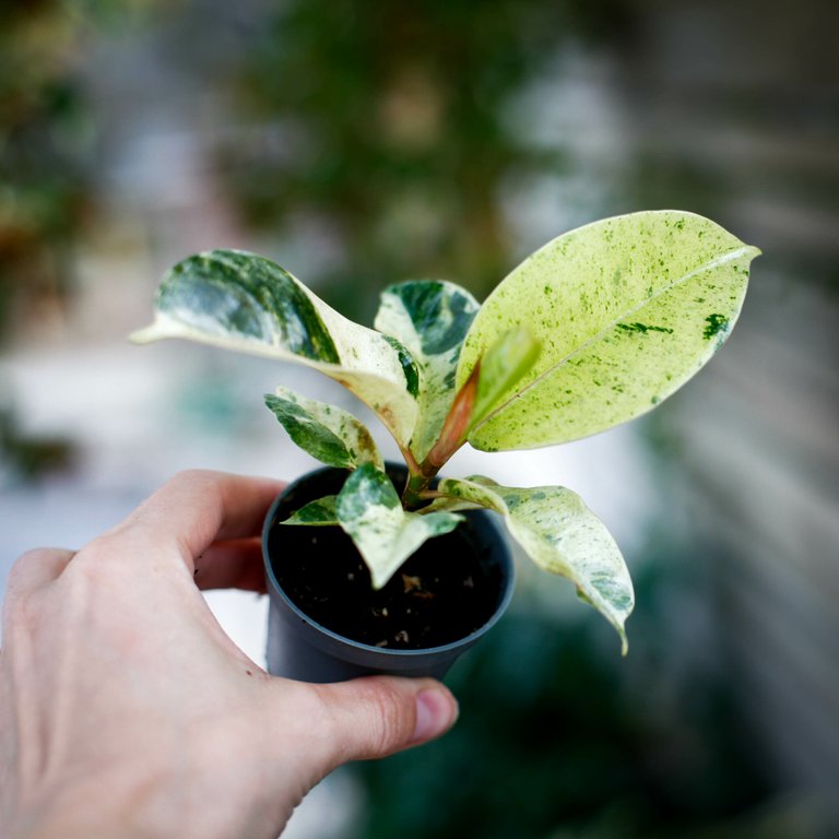 Ficus shivereana ’Moonshine’ 6 cm