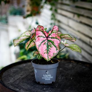 Caladium 'Lucia' 12 cm