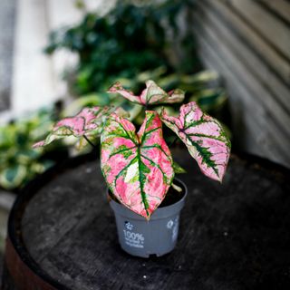 Caladium 'Lucia' 12 cm