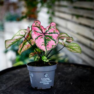 Caladium 'Lucia' 12 cm