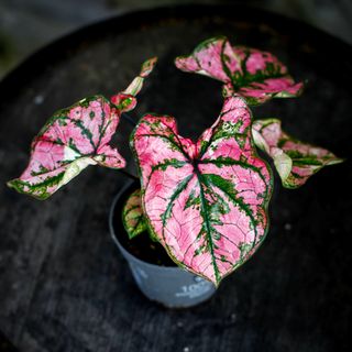 Caladium 'Lucia' 12 cm