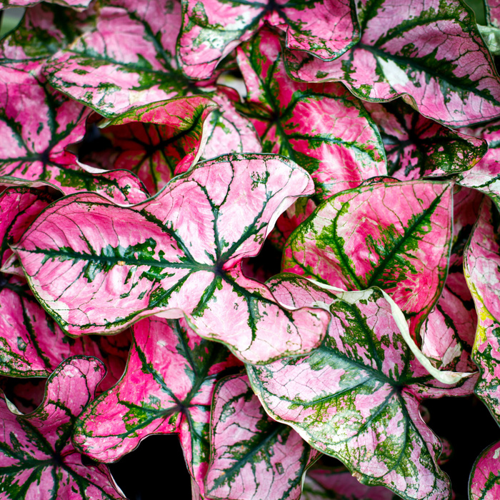 Närbild på Caladium Lucia med rosa och gröna blad