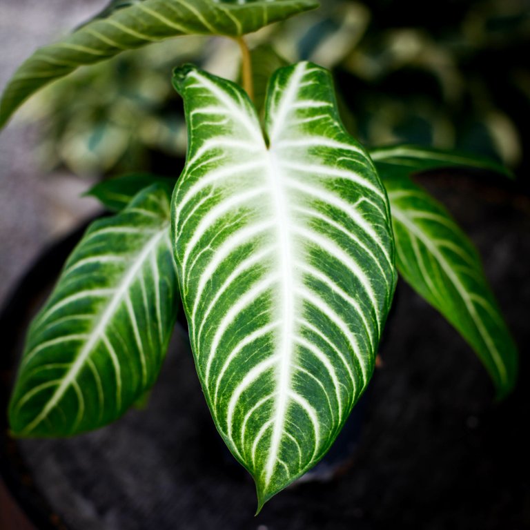 Caladium lindenii 14 cm
