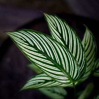 Calathea vittata 12 cm