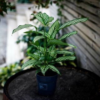 Calathea vittata 12 cm