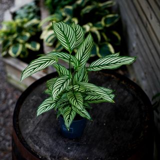 Calathea vittata 12 cm