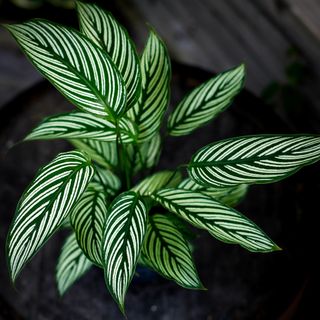 Calathea vittata 12 cm