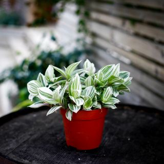 Tradescantia 'Brightness' 12 cm