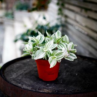 Tradescantia 'Brightness' 12 cm