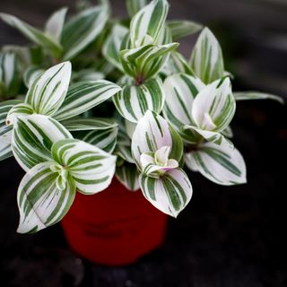 Tradescantia 'Brightness' 12 cm