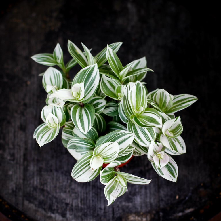Tradescantia 'Brightness' 12 cm