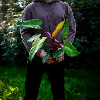 Philodendron 'Painted Lady' 12 cm