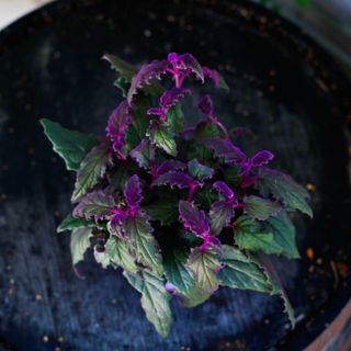 Gynura 'Purple Passion' 12 cm