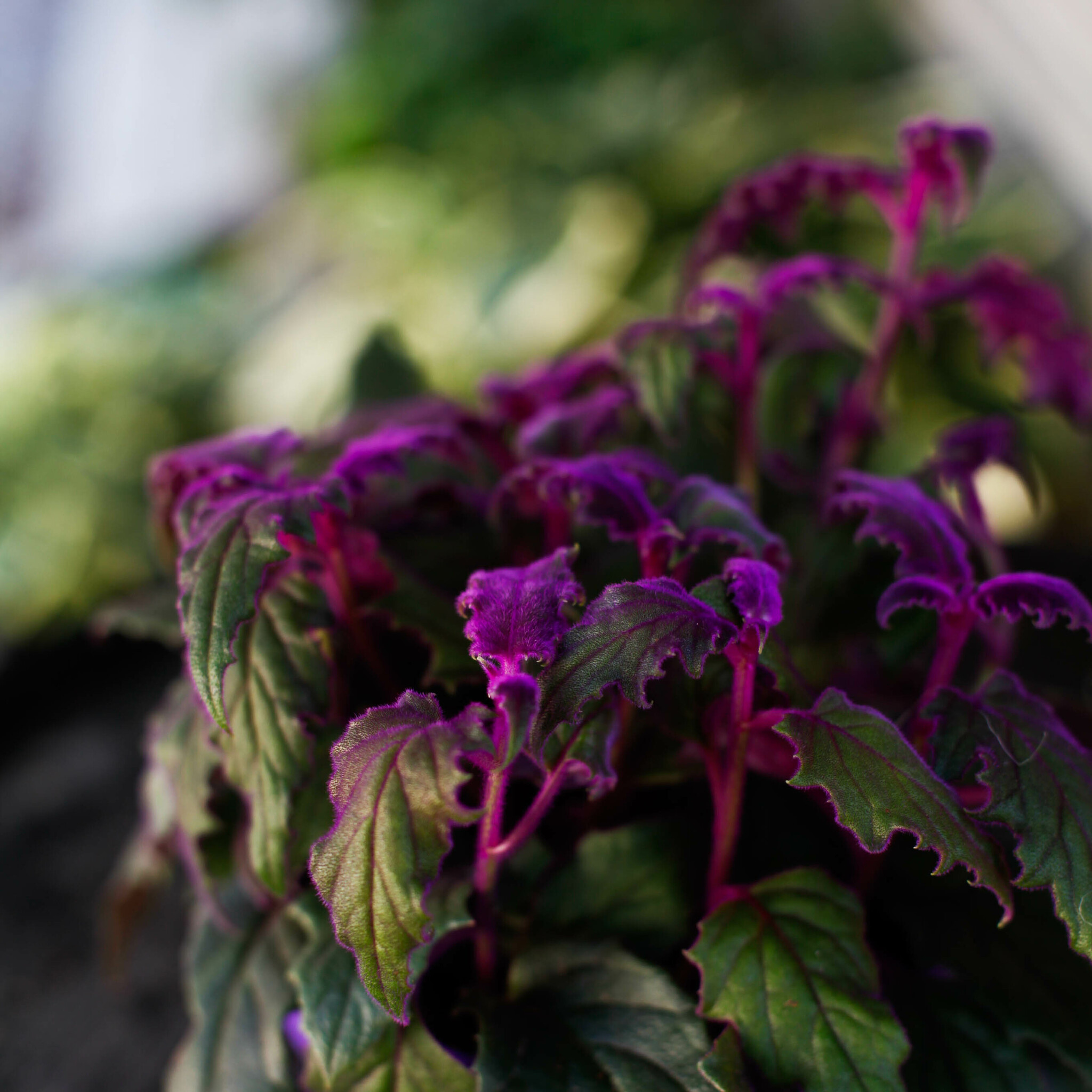 Närbild på Gynura Purple Passion med lila sammetslika hår