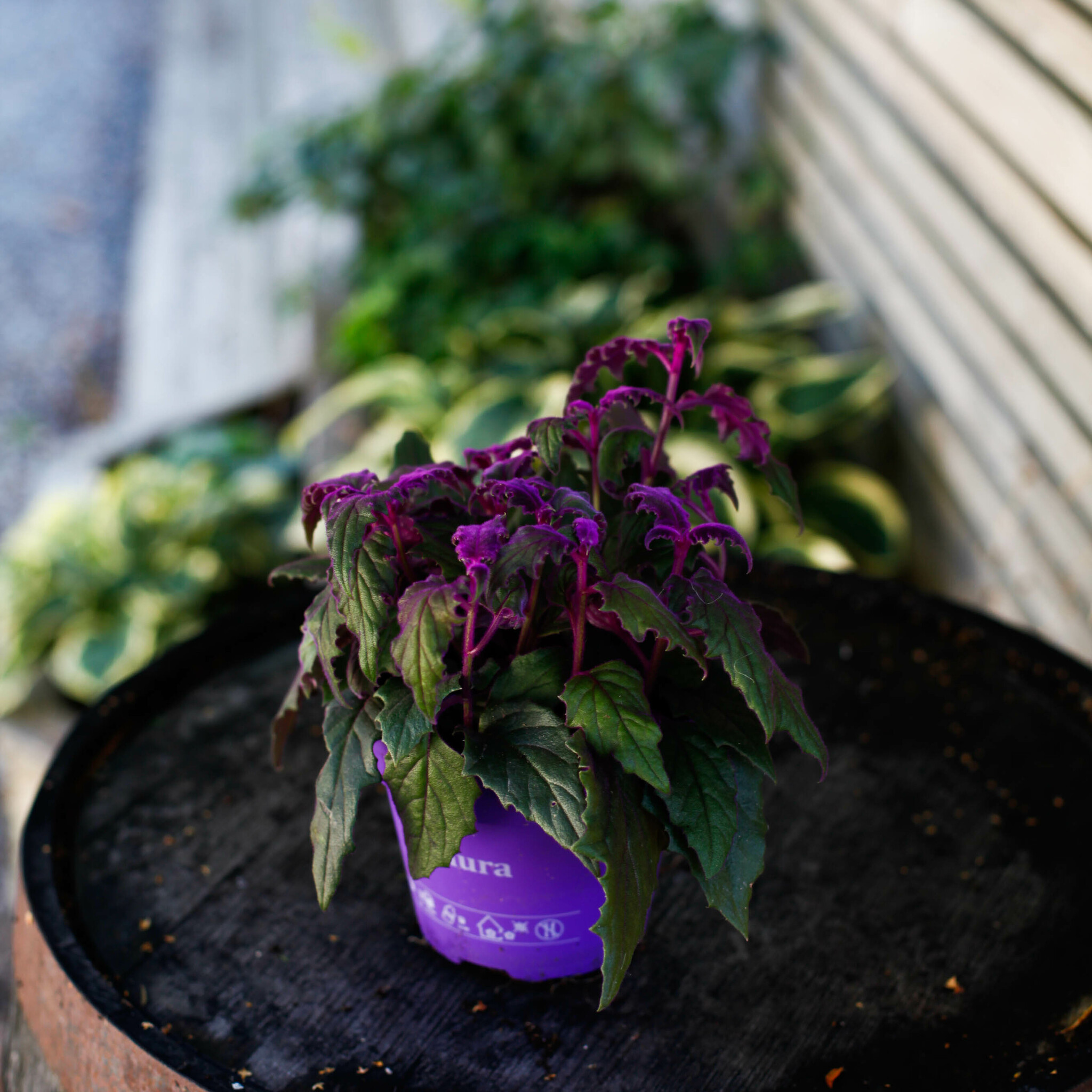 Gynura Purple Passion i kruka