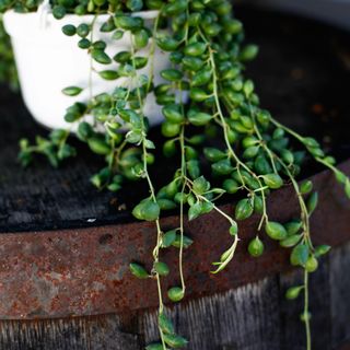Senecio herreianus i ampel 12 cm