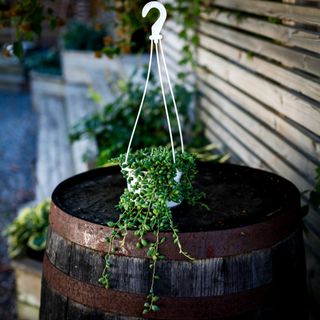 Senecio herreianus i ampel 12 cm