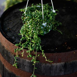 Senecio herreianus i ampel 12 cm