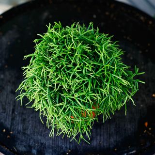 Rhipsalis 'Oasis' 12 cm