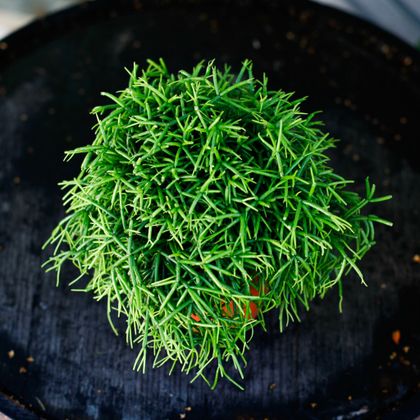 Rhipsalis Oasis