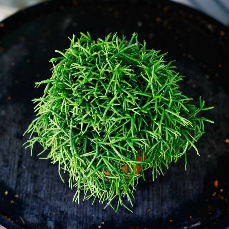 Rhipsalis Oasis som hängväxt