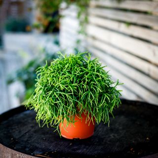 Rhipsalis 'Oasis' 12 cm