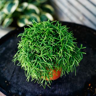 Rhipsalis 'Oasis' 12 cm