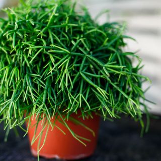 Rhipsalis 'Oasis' 12 cm