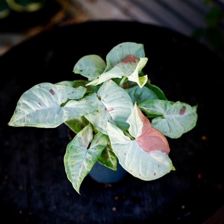 Syngonium 'Confetti' 12 cm
