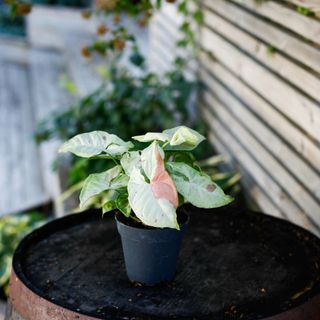 Syngonium 'Milk Confetti' 12 cm