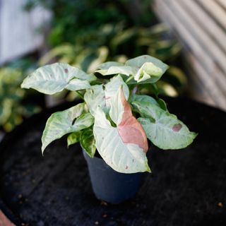 Syngonium 'Milk Confetti' 12 cm
