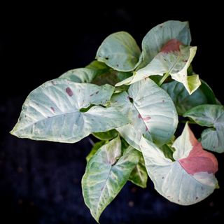 Syngonium 'Milk Confetti' 12 cm