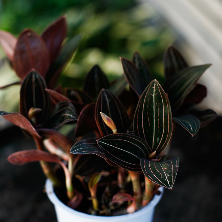 Ludisia discolor 12 cm