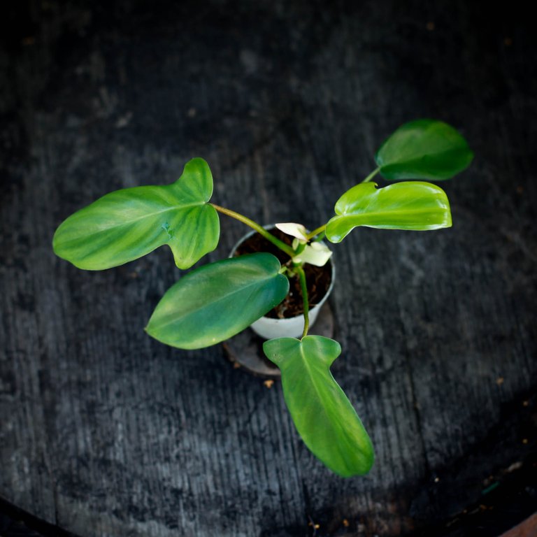 Philodendron 'Florida Green' 6 cm