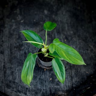 Philodendron 'Florida Green' nr.2