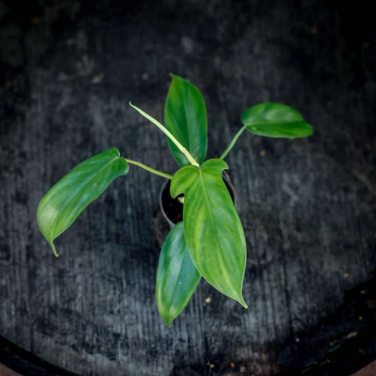 Philodendron 'Florida Green' 6 cm nr.2