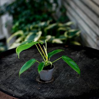 Philodendron 'Florida Green' nr.2