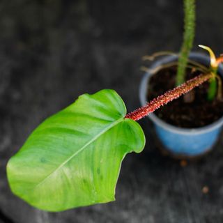 Philodendron squamiferum nr.1