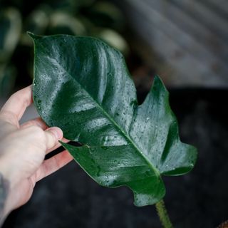 Philodendron squamiferum nr.1