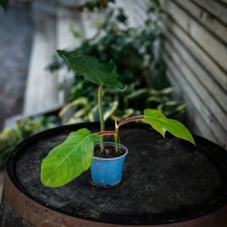 Philodendron squamiferum nr.1