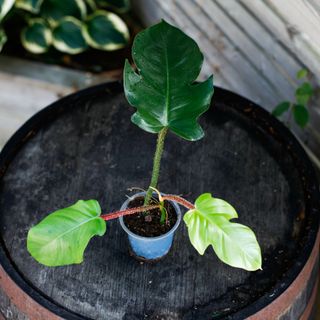 Philodendron squamiferum nr.1