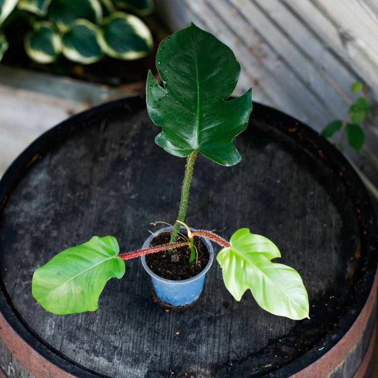 Philodendron squamiferum 10,5 cm