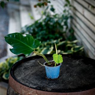 Philodendron squamiferum nr.2