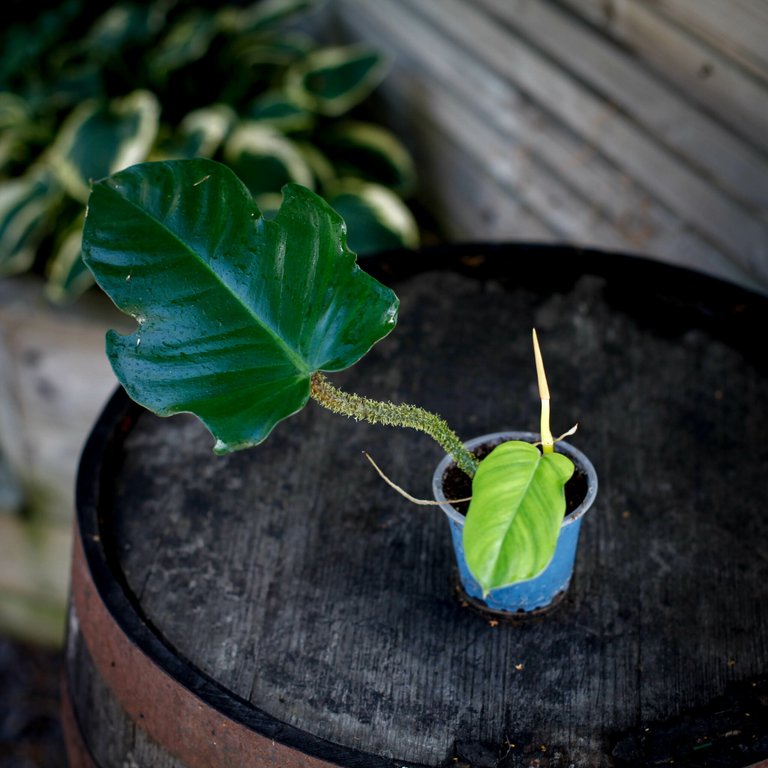 Philodendron squamiferum 10,5 cm nr.2
