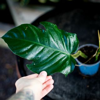 Philodendron squamiferum nr.2