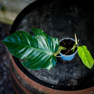 Philodendron squamiferum nr.2