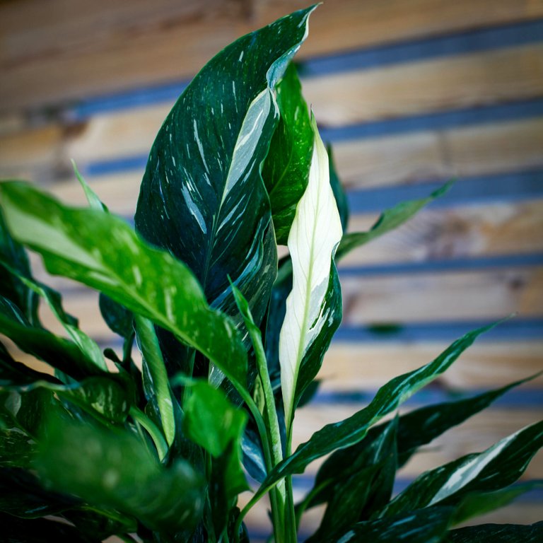 Spathiphyllum 'Diamond' - Variegerad Fredskalla 11 cm